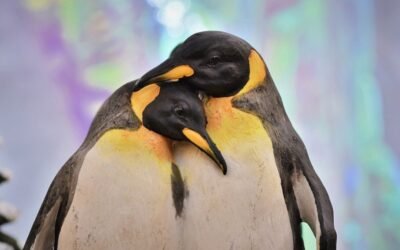 Amor eterno en el reino animal: especies que eligen un solo compañero para toda la vida