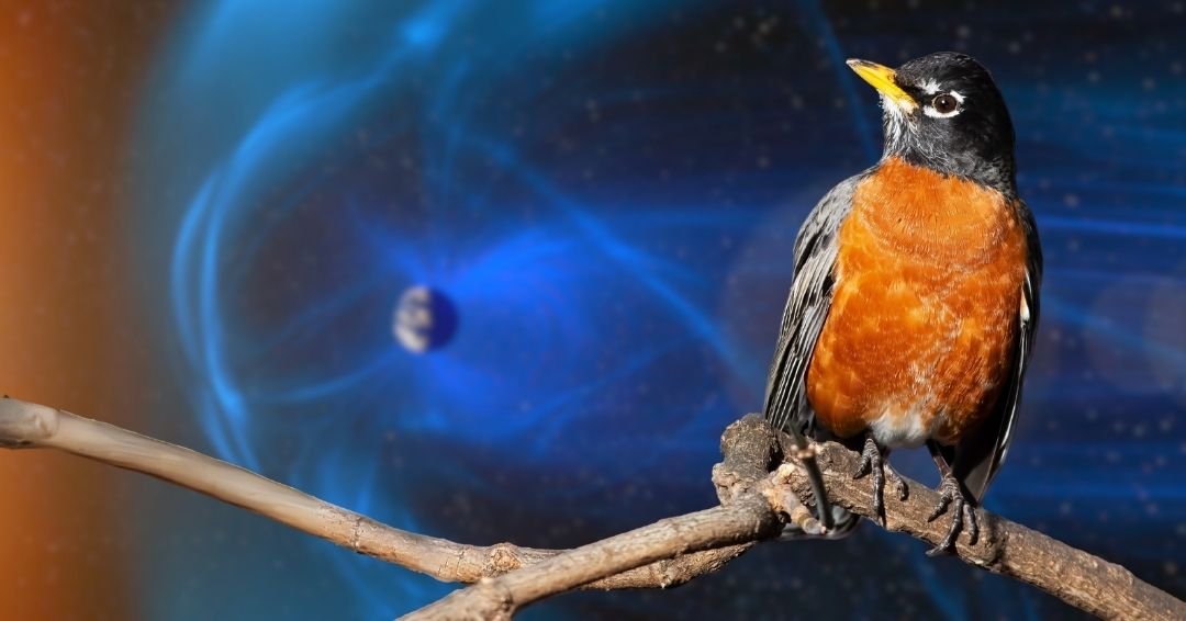 ¿Sabías que algunos animales pueden ver el campo magnético de la Tierra?